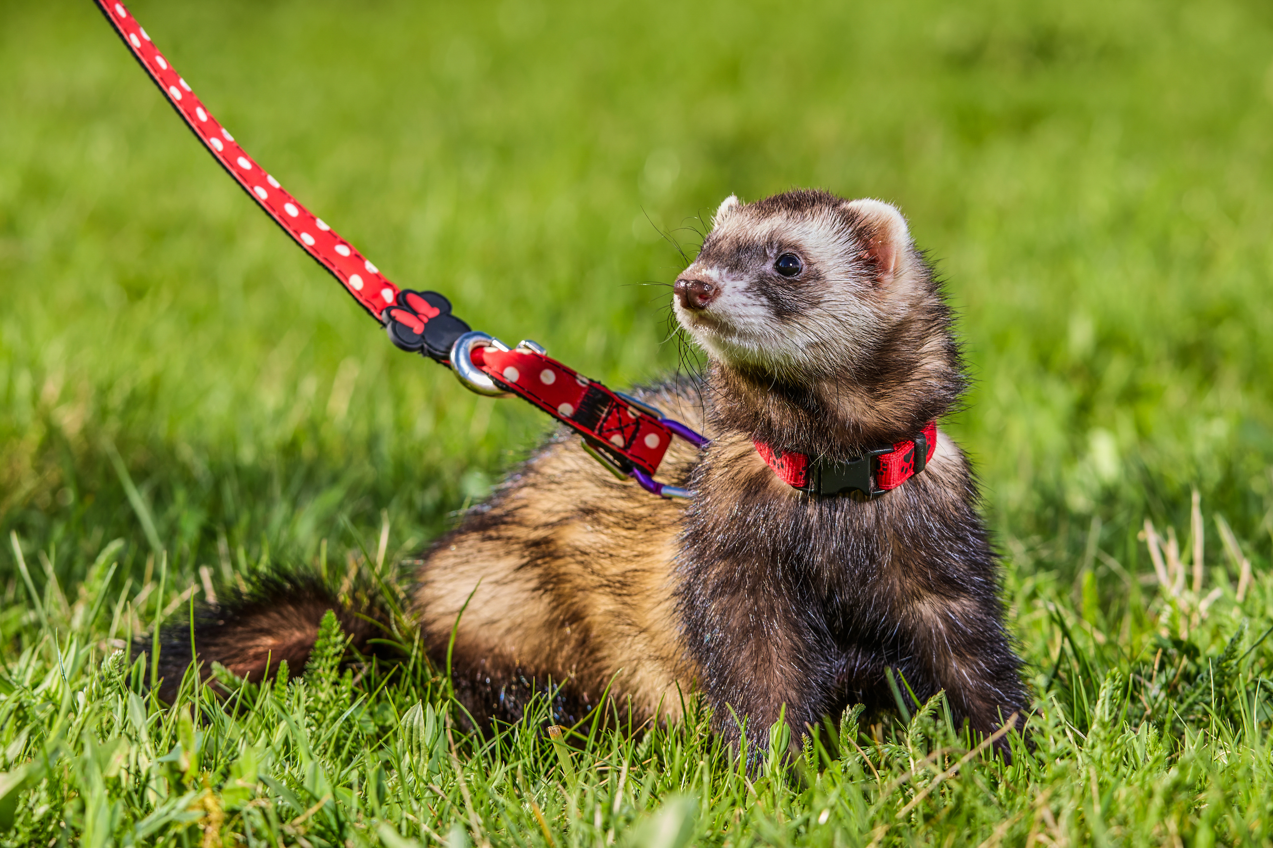 Fotka Fretka Hlavní Test CHS