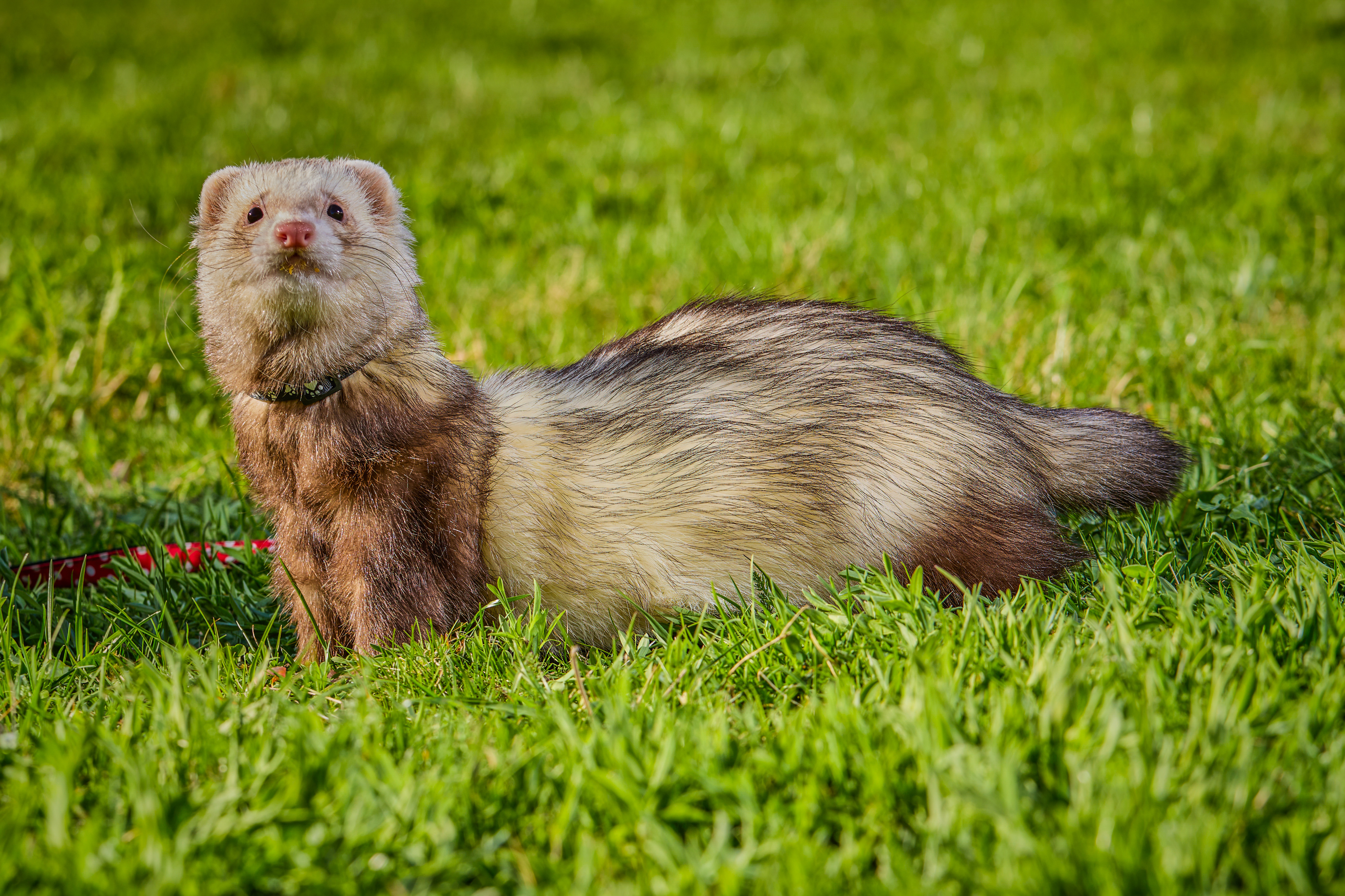 Fotka Otec Pomocný Test CHS