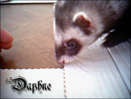 Fotka Daphne