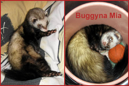Fotka Buggyna Mia Moravcová